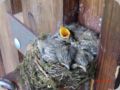 vogelnest_16.06.12.jpg