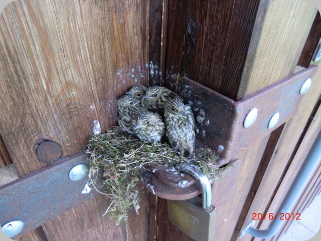 vogelnest1_20.06.12.jpg