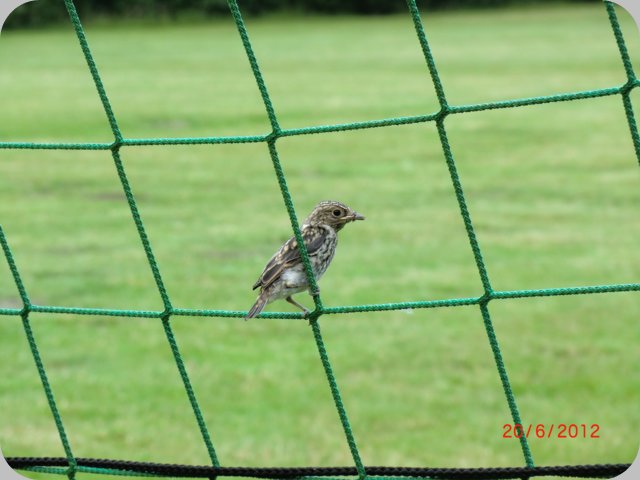 vogelnest2_20.06.12.jpg