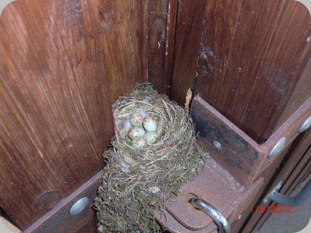 vogelnest_01.06.12.jpg