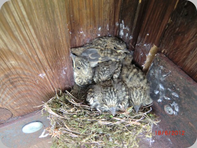 vogelnest_18.06.12.jpg