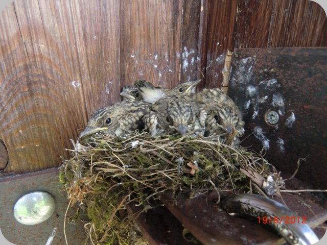 vogelnest_19.06.12.jpg